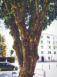 Trees in parking lot