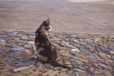 Cat sitting on rock