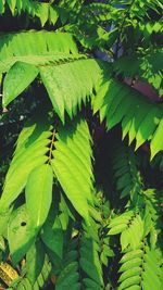 Full frame shot of leaves