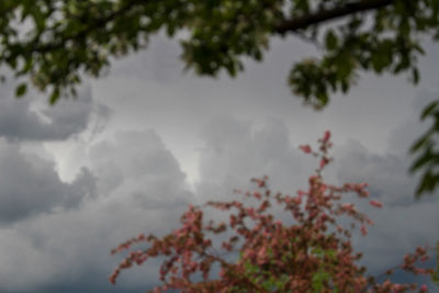 Low angle view of tree against sky