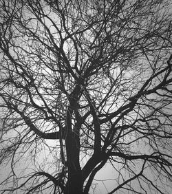 Low angle view of bare trees against sky