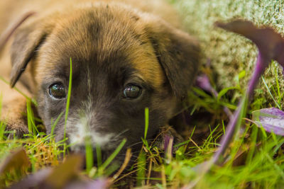 Close-up portrait of dog on field