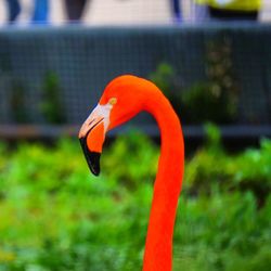 Close-up of a bird