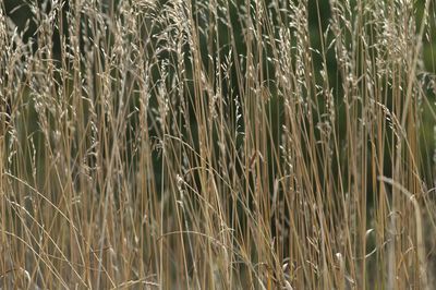 Full frame shot of grass