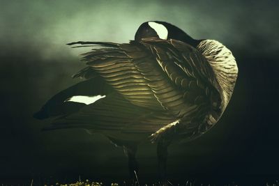 Close-up of bird perching on leaf against sky