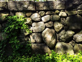 Moss growing on stone wall