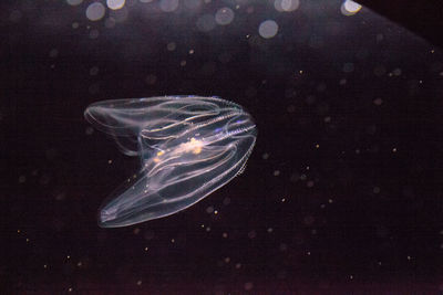 Close-up of jellyfish swimming in sea