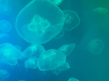 jellyfish