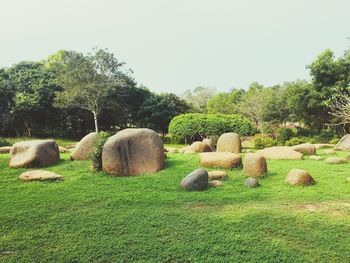 Hay bales in a field