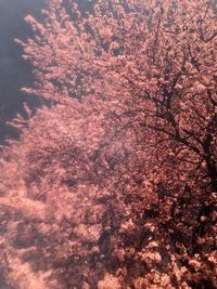 Low angle view of flowering plant against sky