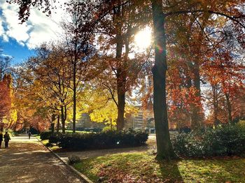 Sun shining through trees