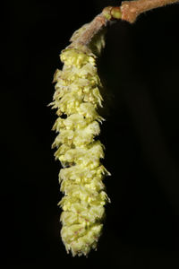 Close-up of honey bee on plant at night