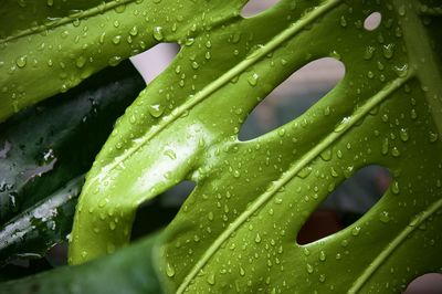 Close-up of wet monstera leaves on rainy day