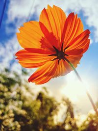 Close-up of orange flower against sky