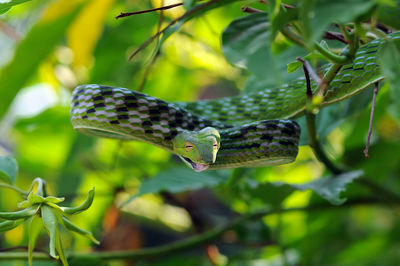 Close-up of snake on tree