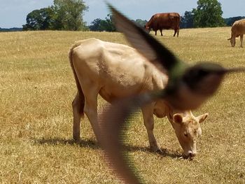 Horse grazing on field