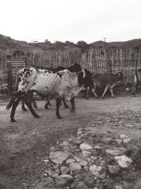 Cows on riverbank against sky