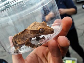 Crested gecko first day