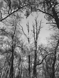 Low angle view of bare trees against sky