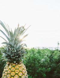 Close-up of fruit growing on tree against sky