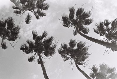 Low angle view of palm tree against sky