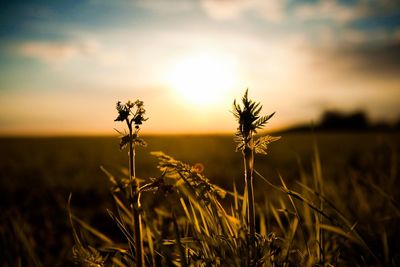 Close-up of wheat growing on field against sky at sunset