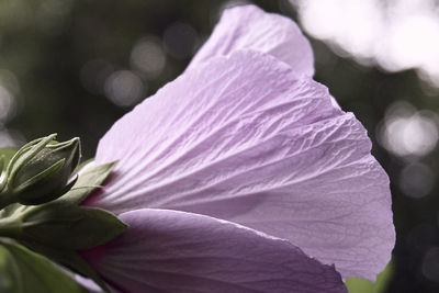 Close-up of flower blooming outdoors