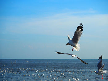 Seagulls flying over sea against sky