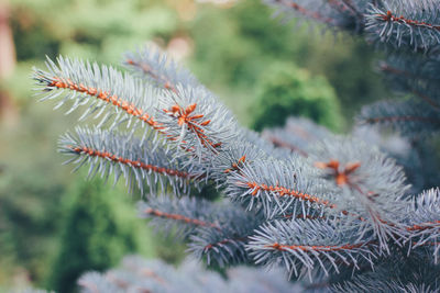 Close-up of pine tree branch during winter