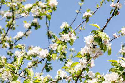 Low angle view of cherry blossoms against sky