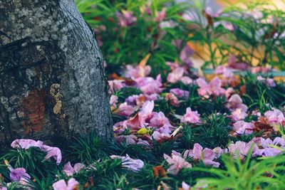 Close-up of pink flowering plants