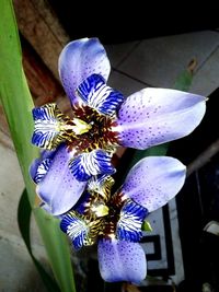 Close-up of flower