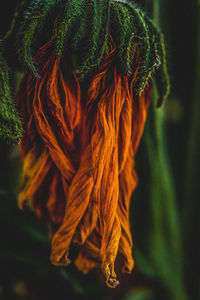 Close-up of autumn leaf