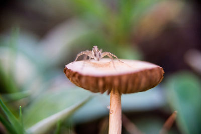Close-up of mushroom growing on field