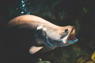 Close-up of fish swimming in aquarium