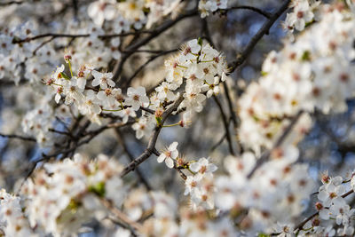 Close-up of white cherry blossom tree