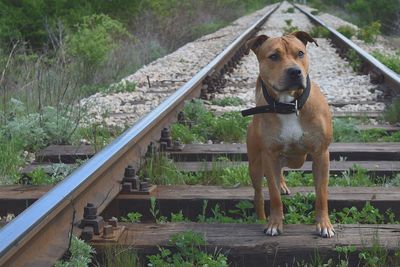 Close-up of goat in the dark