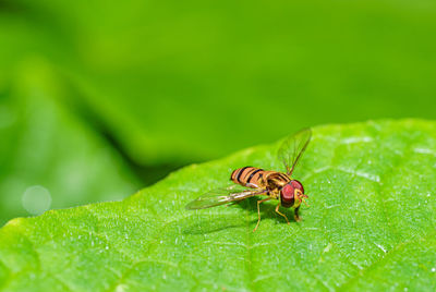 Close-up of insect on leaf