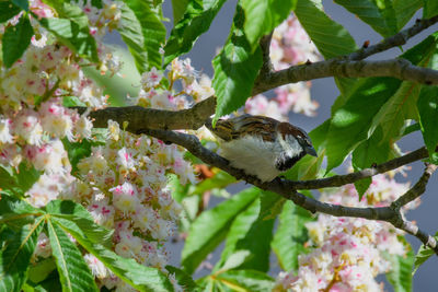 Close-up of bird perching on branch