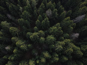 High angle view of pine tree in forest