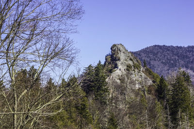 Low angle view of trees in forest against clear sky