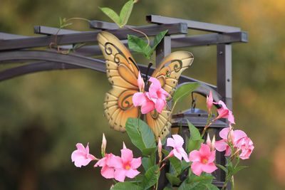 Close-up of pink flowers against blurred background