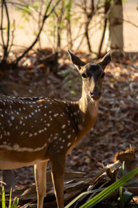 Portrait of deer