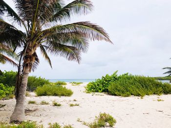 Palm trees on beach against sky