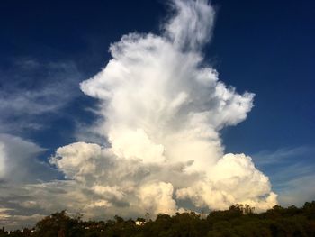 Low angle view of trees against sky