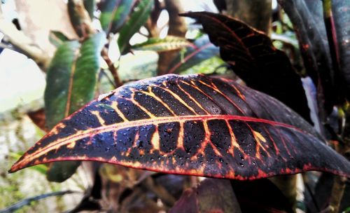 Close-up of leaf on plant