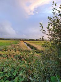 Scenic view of agricultural field against sky