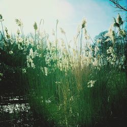 Plants growing on field