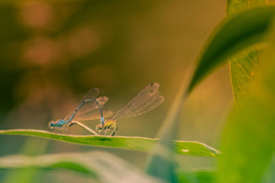 Close-up of insect