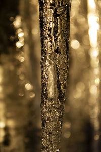 Closeup of water drop hanging from the fir tree branch.